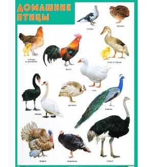 Плакат. Домашние птицы